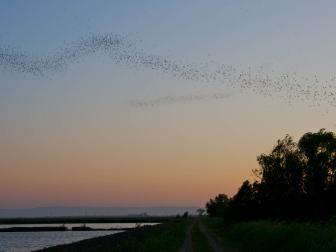 "Weaving stream of thousands of bats taking flight at sunset.  Yolo Wildlife Refuge, Davis, CA."